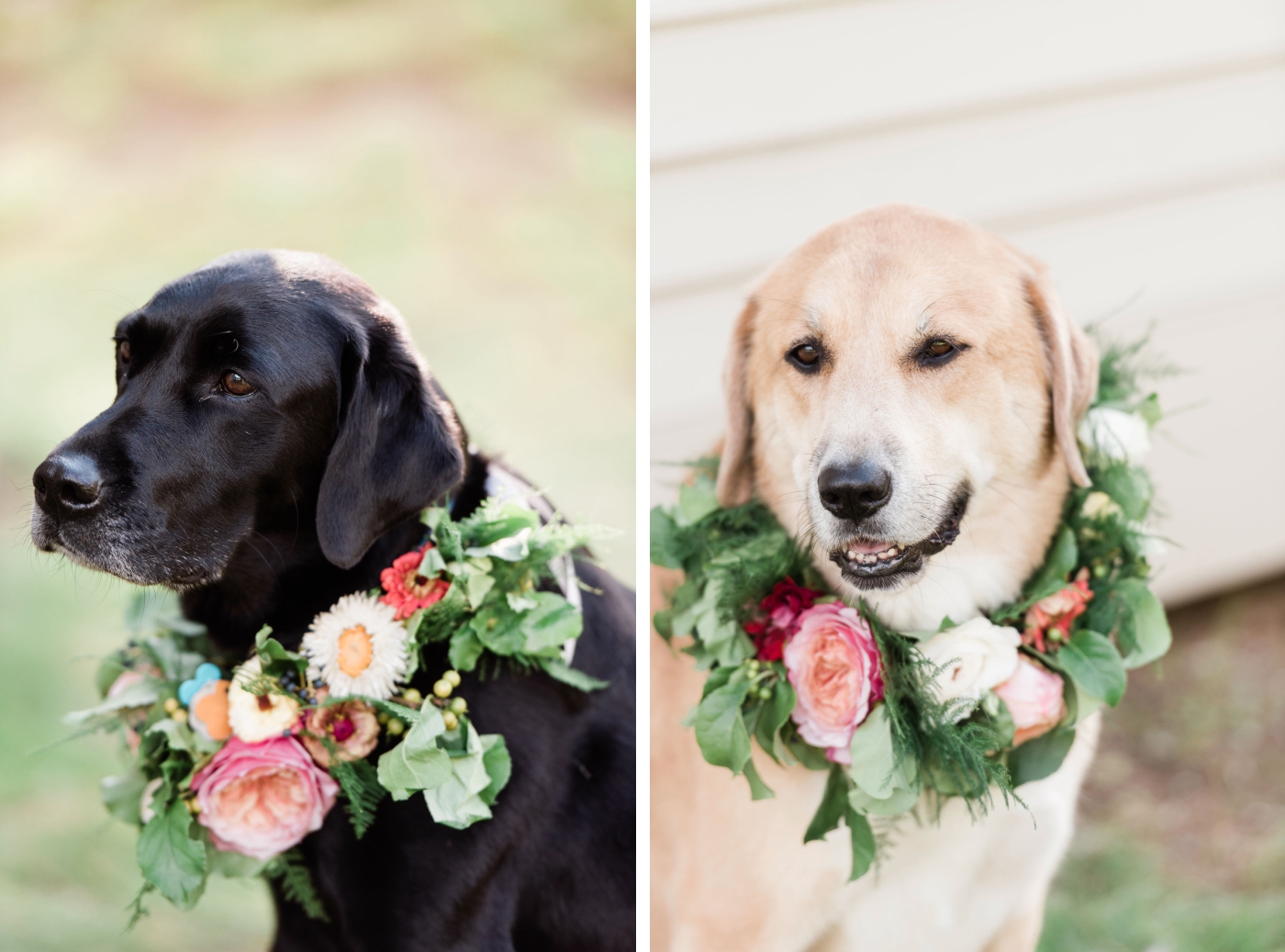 dog portraits Wedding flowers by Dutch Bloemen Winkel